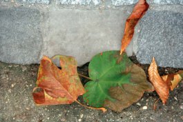 Galerie Born, zeitgenössische Kunst. Malerei, Zeichnung und Skulptur. 