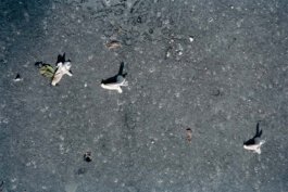 Galerie Born, zeitgenössische Kunst. Malerei, Zeichnung und Skulptur. 