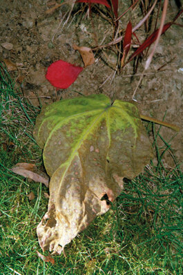 Galerie Born, zeitgenössische Kunst. Malerei, Zeichnung und Skulptur. 