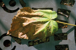 Galerie Born, zeitgenössische Kunst. Malerei, Zeichnung und Skulptur. 