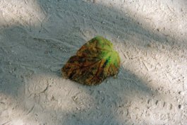 Galerie Born, zeitgenössische Kunst. Malerei, Zeichnung und Skulptur. 