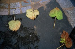 Galerie Born, zeitgenössische Kunst. Malerei, Zeichnung und Skulptur. 