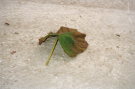 Galerie Born, zeitgenössische Kunst. Malerei, Zeichnung und Skulptur. 