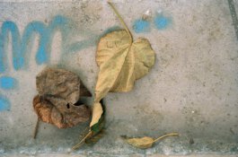 Galerie Born, zeitgenössische Kunst. Malerei, Zeichnung und Skulptur. 