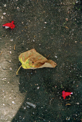 Galerie Born, zeitgenössische Kunst. Malerei, Zeichnung und Skulptur.