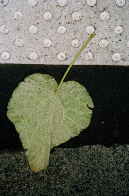 Galerie Born, zeitgenössische Kunst. Malerei, Zeichnung und Skulptur.