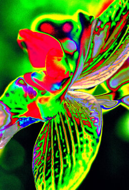 Galerie Born, zeitgenössische Kunst. Malerei, Zeichnung und Skulptur.