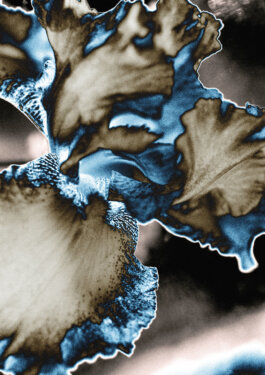 Galerie Born, zeitgenössische Kunst. Malerei, Zeichnung und Skulptur.